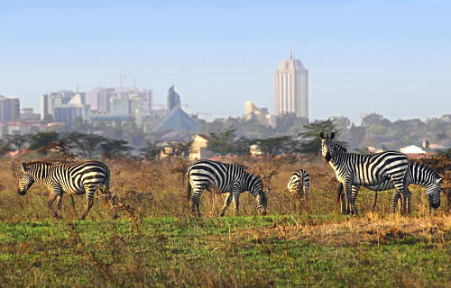 Cebras cerca de Nairobi