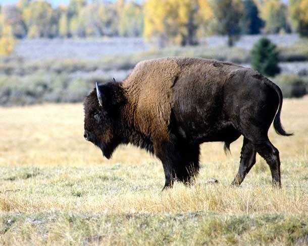 Los bisontes americanos