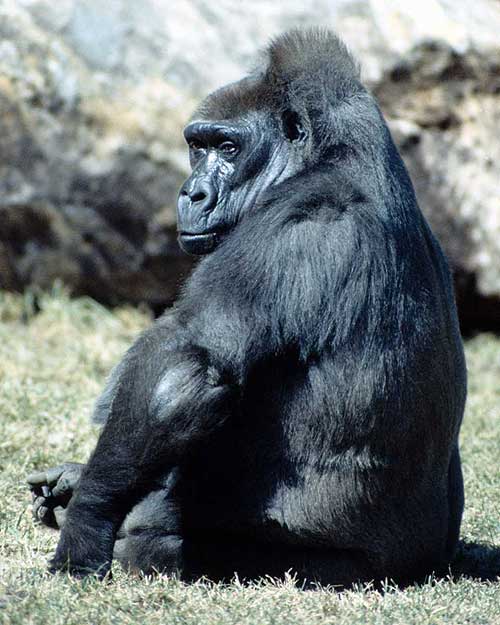 gorilas.jpg
