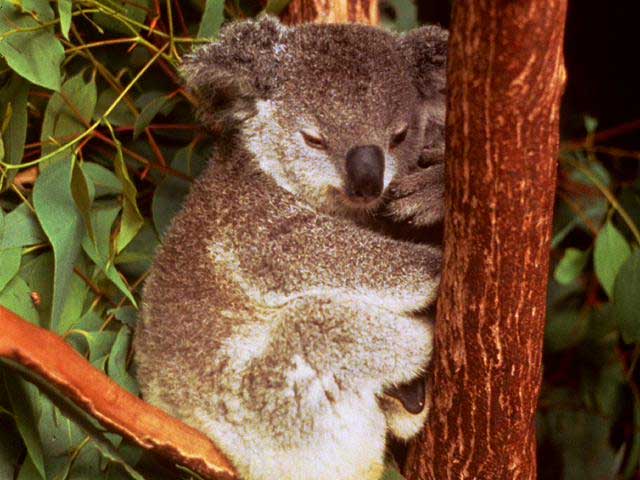 Koalas bosque australiano