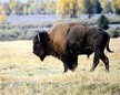 Los bisontes americanos