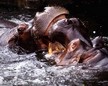 El hipopotamo en el agua