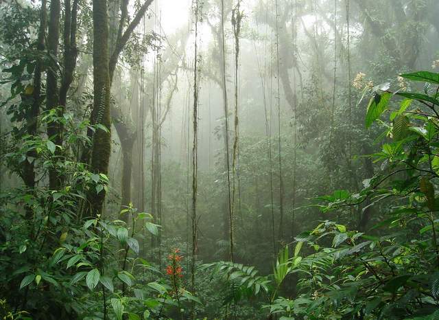 Reserva Forestal Biológica Nube Monteverde