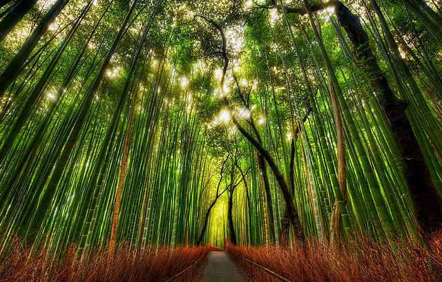 Bosque de bambú de Sagano