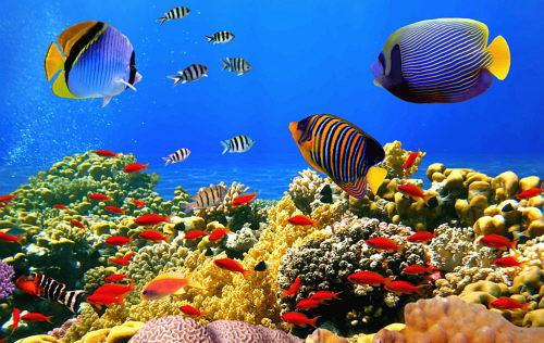 Peces marinos y sus colores