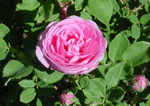 Rosa borbonianos