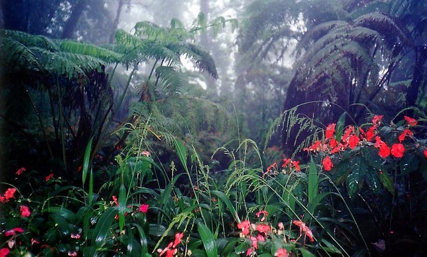 Bosque tropical