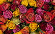 Variedades de rosas