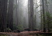 Sequoia (secuoya)