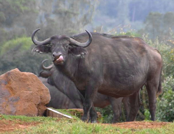 Búfalo africano