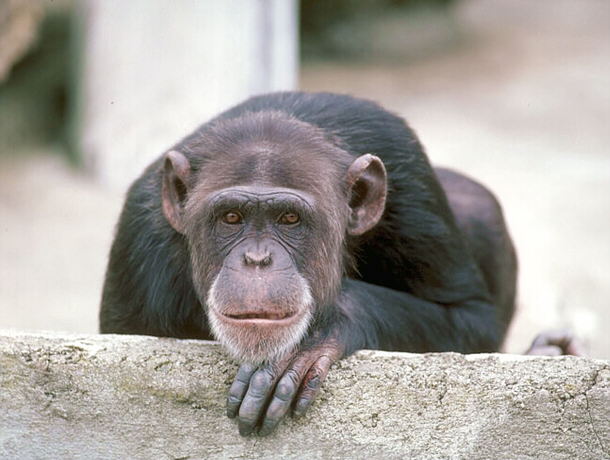 El Chimpancé