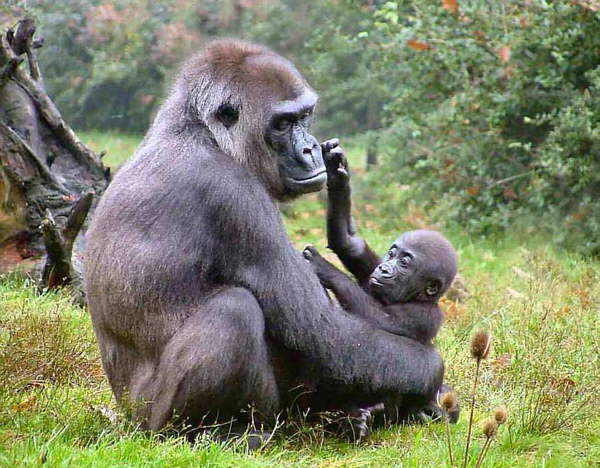 Mamá gorila y su hijo