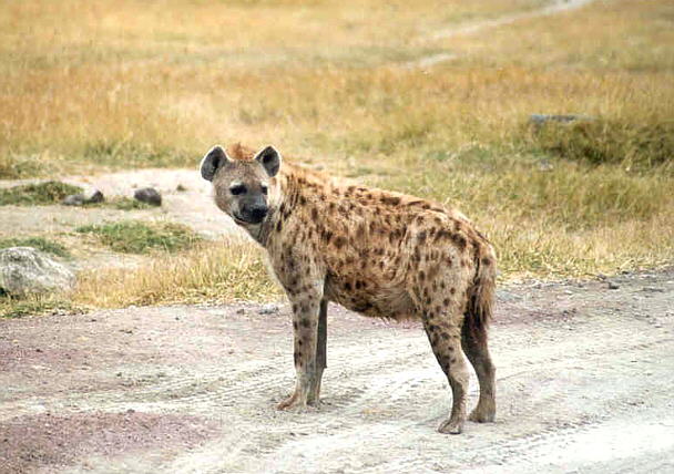 La hiena manchada