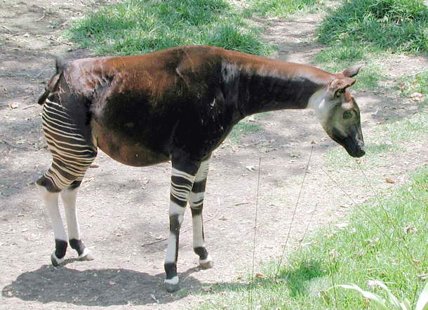 Okapi del Zaire