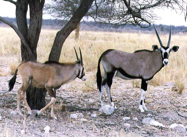 Oryx de Arabia
