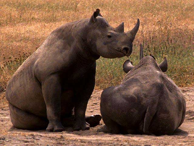 Los rinocerontes