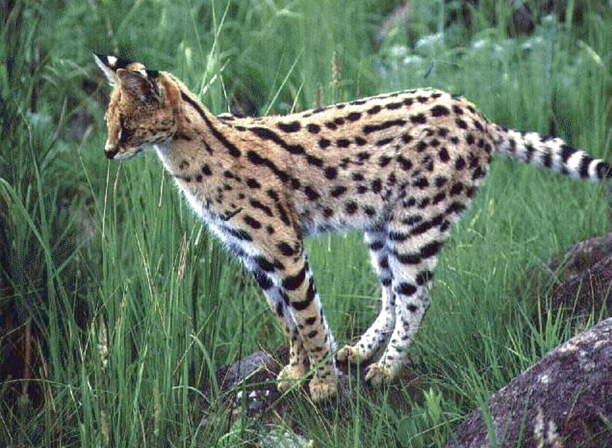 El Serval, gato salvaje