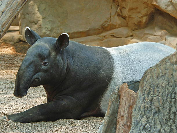 El Tapir
