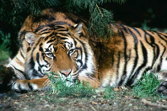 El tigre, cazador de la selva