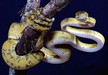 Serpientes, lagartos y cocodrilos