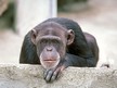 Fotos de primates