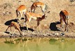 Foto de impalas