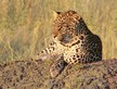 Foto de un leopardo