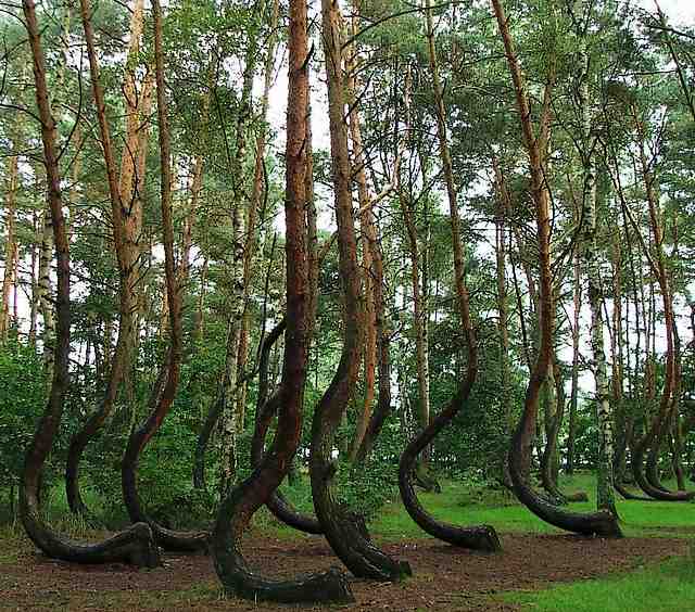 El extraño bosque polaco de Crooked