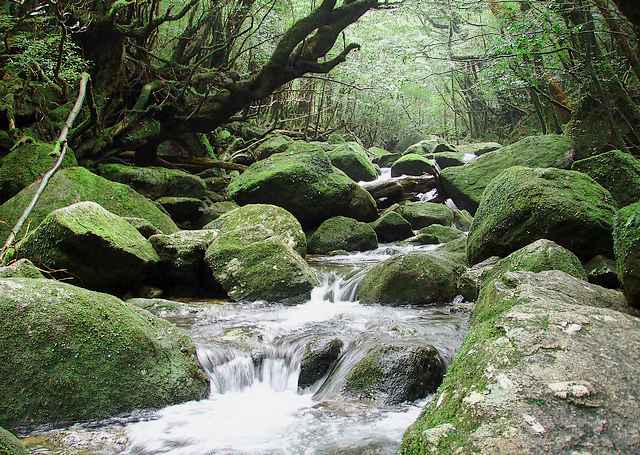 Bosque de la Princesa Mononoke, en Yakushima
