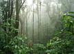 Reserva Forestal Biológica Nube Monteverde