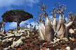Panorámica de la isla de Socotra