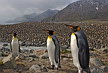 Pingüinos reales en South Georgia