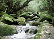 Bosque de la Princesa Mononoke, en Yakushima