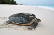 Tortugas gigantes de Aldabra