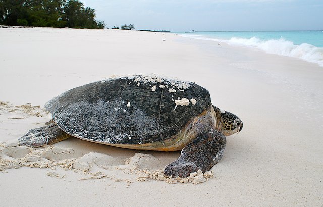 Tortugas gigantes de Aldabra