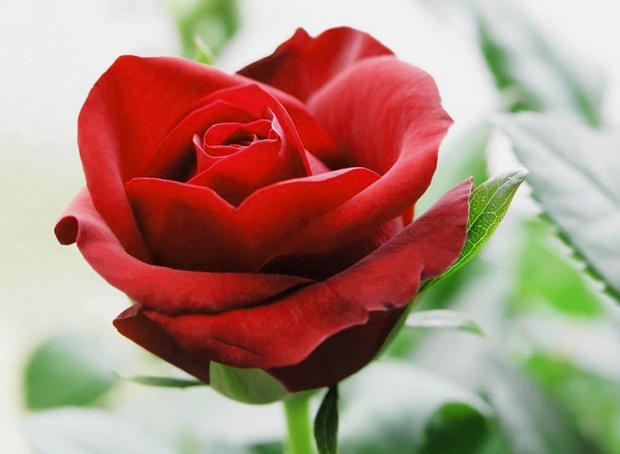 Flores y virtudes. Belleza es sinónimo de rosa roja