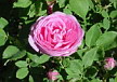 Rosa borbonianos