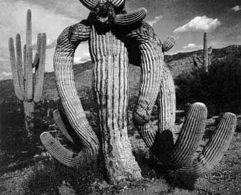 Cactus, por Ansel Adams