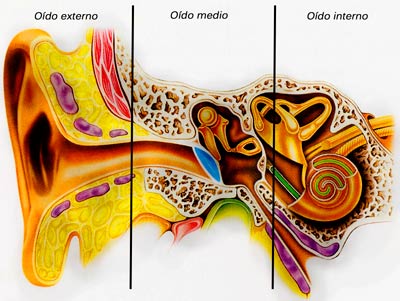 Partes del oído humano