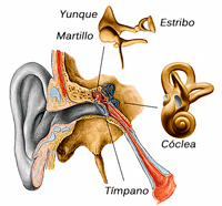 Cómo funciona el oído