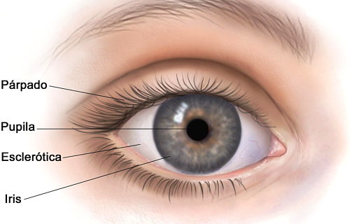 Partes externas del ojo humano