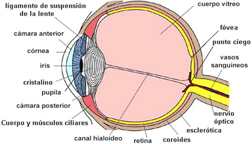 Partes internas del ojo humano