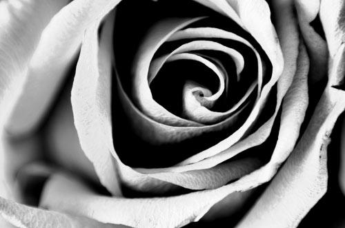 Flor en blanco y negro