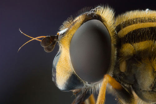Macrofotografía de insecto