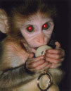 Foto de un mono bebé